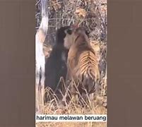 Beruang Sloth Vs Harimau