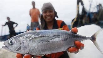 Ikan Tongkol Itu Ikan Air Apa